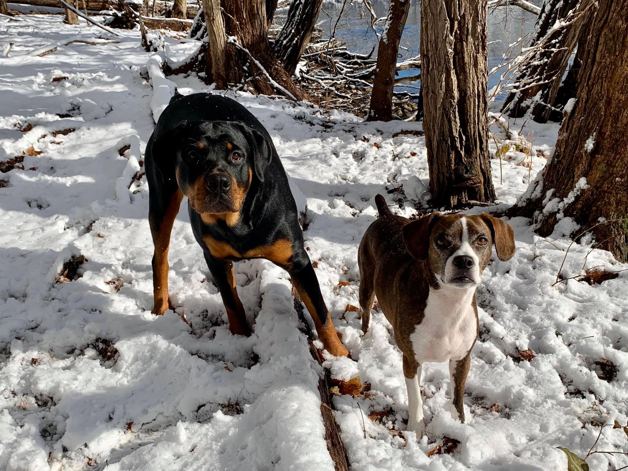 Mutts of Greenwich Dog Walking, Pet Sitting